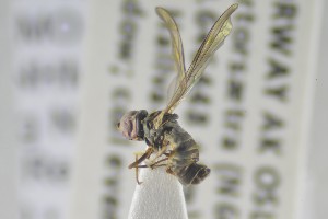  ( - NHMO-ENT-441396)  @11 [ ] CreativeCommons - Attribution Non-Commercial Share-Alike (2019) Unspecified University of Oslo, Natural History Museum