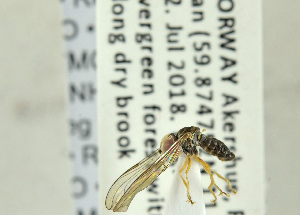  ( - NHMO-ENT-440924)  @11 [ ] CreativeCommons - Attribution Non-Commercial Share-Alike (2019) Unspecified University of Oslo, Natural History Museum
