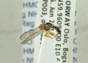  ( - NHMO-ENT-440672)  @12 [ ] CreativeCommons - Attribution Non-Commercial Share-Alike (2019) Unspecified University of Oslo, Natural History Museum