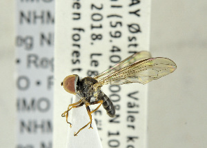  ( - NHMO-ENT-440873)  @12 [ ] CreativeCommons - Attribution Non-Commercial Share-Alike (2019) Unspecified University of Oslo, Natural History Museum