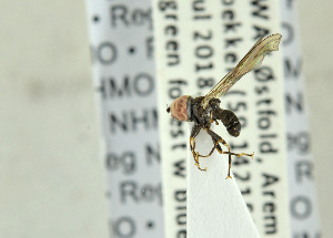  ( - NHMO-ENT-440707)  @12 [ ] CreativeCommons - Attribution Non-Commercial Share-Alike (2019) Unspecified University of Oslo, Natural History Museum