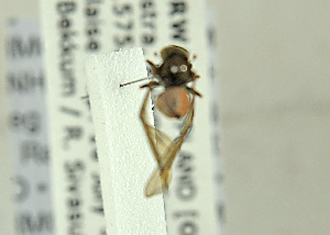  ( - NHMO-ENT-298886)  @12 [ ] CreativeCommons - Attribution Non-Commercial Share-Alike (2019) Unspecified University of Oslo, Natural History Museum