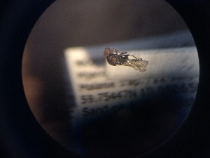  ( - NHMO-ENT-299142)  @11 [ ] CreativeCommons - Attribution Non-Commercial Share-Alike (2018) Unspecified University of Oslo, Natural History Museum