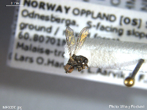  ( - NHMO-ENT-438154)  @11 [ ] CreativeCommons - Attribution Non-Commercial Share-Alike (2018) Unspecified University of Oslo, Natural History Museum