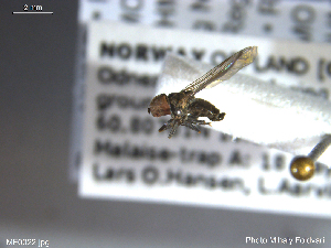  ( - NHMO-ENT-438156)  @11 [ ] CreativeCommons - Attribution Non-Commercial Share-Alike (2018) Unspecified University of Oslo, Natural History Museum