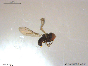  ( - NTNU-VM-203561)  @12 [ ] CreativeCommons - Attribution Non-Commercial Share-Alike (2018) Unspecified University of Oslo, Natural History Museum