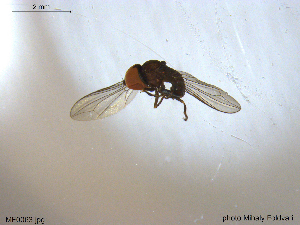  ( - NTNU-VM-203571)  @12 [ ] CreativeCommons - Attribution Non-Commercial Share-Alike (2018) Unspecified University of Oslo, Natural History Museum
