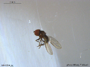  ( - NTNU-VM-203603)  @12 [ ] CreativeCommons - Attribution Non-Commercial Share-Alike (2018) Unspecified University of Oslo, Natural History Museum