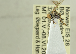  ( - NTNU-VM-203638)  @11 [ ] CreativeCommons - Attribution Non-Commercial Share-Alike (2019) Unspecified University of Oslo, Natural History Museum