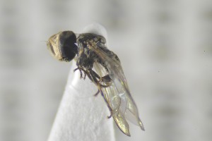  ( - NHMO-ENT-441375)  @12 [ ] CreativeCommons - Attribution Non-Commercial Share-Alike (2019) Unspecified University of Oslo, Natural History Museum
