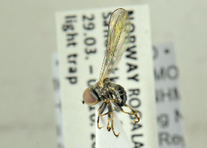  ( - NHMO-ENT-441590)  @12 [ ] CreativeCommons - Attribution Non-Commercial Share-Alike (2019) Unspecified University of Oslo, Natural History Museum