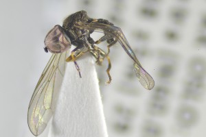  ( - NHMO-ENT-441389)  @12 [ ] CreativeCommons - Attribution Non-Commercial Share-Alike (2019) Unspecified University of Oslo, Natural History Museum