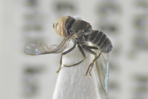  ( - NHMO-ENT-440938)  @12 [ ] CreativeCommons - Attribution Non-Commercial Share-Alike (2019) Unspecified University of Oslo, Natural History Museum