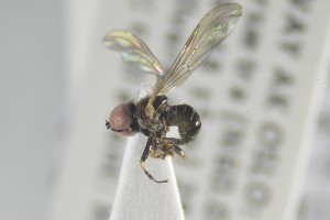  ( - NHMO-ENT-441383)  @12 [ ] CreativeCommons - Attribution Non-Commercial Share-Alike (2019) Unspecified University of Oslo, Natural History Museum