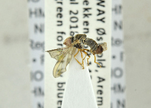  ( - NHMO-ENT-440703)  @11 [ ] CreativeCommons - Attribution Non-Commercial Share-Alike (2019) Unspecified University of Oslo, Natural History Museum