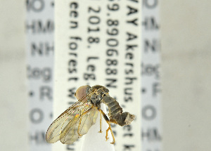  ( - NHMO-ENT-440874)  @11 [ ] CreativeCommons - Attribution Non-Commercial Share-Alike (2019) Unspecified University of Oslo, Natural History Museum