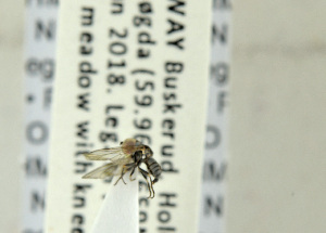  ( - NHMO-ENT-440942)  @12 [ ] CreativeCommons - Attribution Non-Commercial Share-Alike (2019) Unspecified University of Oslo, Natural History Museum