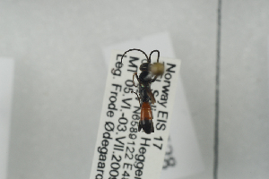  ( - HYMNI528)  @11 [ ] CreativeCommons - Attribution Non-Commercial Share-Alike (2014) Arnstein Staverlokk Norwegian Institute of Nature Research