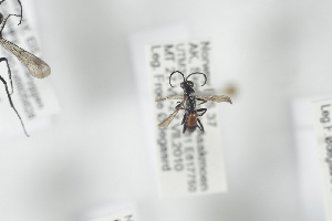  ( - NOPOM015)  @11 [ ] CreativeCommons - Attribution Non-Commercial Share-Alike (2014) Arnstein Staverlokk Norwegian Institute of Nature Research