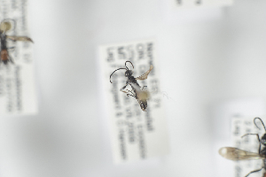  ( - NOPOM016)  @11 [ ] CreativeCommons - Attribution Non-Commercial Share-Alike (2014) Arnstein Staverlokk Norwegian Institute of Nature Research