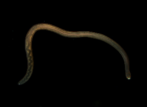  ( - Hoplo_ETP077_SMPP0696)  @11 [ ] CreativeCommons  Attribution Non-Commercial Share-Alike (2020) Unspecified Smithsonian Tropical Research Institute