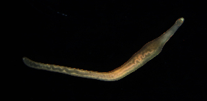  ( - Hoplo_ETP077_SMPP0696)  @11 [ ] CreativeCommons  Attribution Non-Commercial Share-Alike (2020) Unspecified Smithsonian Tropical Research Institute