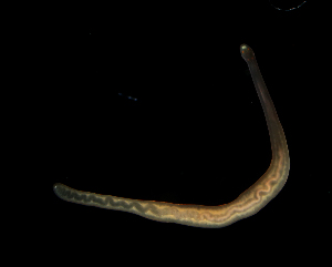  ( - Hoplo_ETP077_SMPP0696)  @11 [ ] CreativeCommons  Attribution Non-Commercial Share-Alike (2020) Unspecified Smithsonian Tropical Research Institute