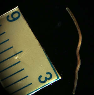  ( - Hoplo_ETP077_SMPP0696)  @11 [ ] CreativeCommons  Attribution Non-Commercial Share-Alike (2020) Unspecified Smithsonian Tropical Research Institute