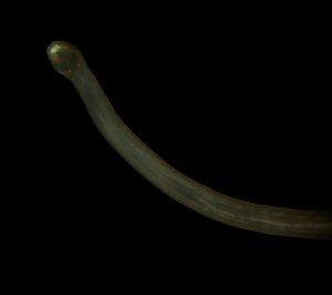  ( - Hoplo_ETP077_SMPP0696)  @11 [ ] CreativeCommons  Attribution Non-Commercial Share-Alike (2020) Unspecified Smithsonian Tropical Research Institute