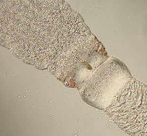  ( - Hoplo_ETP077_SMPP0696)  @11 [ ] CreativeCommons  Attribution Non-Commercial Share-Alike (2020) Unspecified Smithsonian Tropical Research Institute