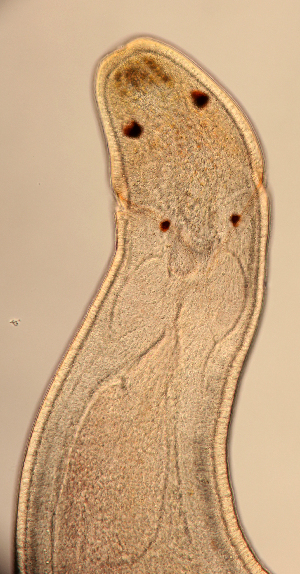  ( - Hoplo_ETP077_SMPP0696)  @11 [ ] CreativeCommons  Attribution Non-Commercial Share-Alike (2020) Unspecified Smithsonian Tropical Research Institute