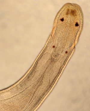  ( - Hoplo_ETP077_SMPP0696)  @11 [ ] CreativeCommons  Attribution Non-Commercial Share-Alike (2020) Unspecified Smithsonian Tropical Research Institute