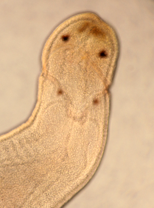  ( - Hoplo_ETP077_SMPP0696)  @11 [ ] CreativeCommons  Attribution Non-Commercial Share-Alike (2020) Unspecified Smithsonian Tropical Research Institute