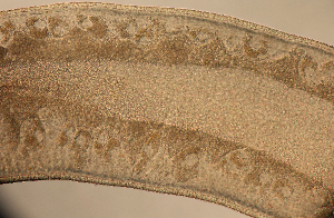  ( - Hoplo_ETP077_SMPP0696)  @11 [ ] CreativeCommons  Attribution Non-Commercial Share-Alike (2020) Unspecified Smithsonian Tropical Research Institute