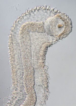  (Eumonostilifera sp. ETP075 - Hoplo_ETP075_SMPP0746)  @11 [ ] CreativeCommons  Attribution Non-Commercial Share-Alike (2020) Unspecified Smithsonian Tropical Research Institute