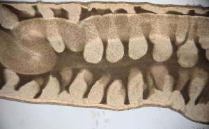  ( - Hoplo_ETP084_SMPP0783)  @11 [ ] CreativeCommons  Attribution Non-Commercial Share-Alike (2020) Unspecified Smithsonian Tropical Research Institute