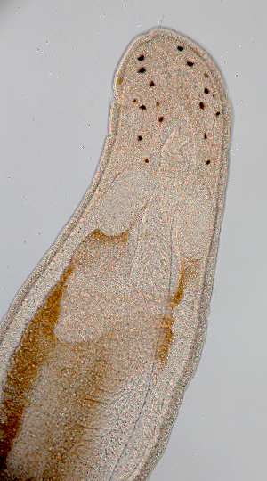  (Eumonostilifera sp. ETP005 - Hoplo_ETP005_SMPP0792)  @11 [ ] CreativeCommons  Attribution Non-Commercial Share-Alike (2020) Unspecified Smithsonian Tropical Research Institute