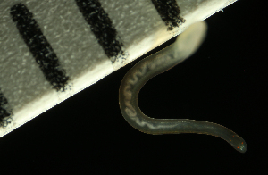  ( - Hoplo_ETP077_SMPP0820)  @11 [ ] CreativeCommons  Attribution Non-Commercial Share-Alike (2020) Unspecified Smithsonian Tropical Research Institute