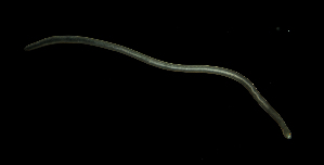  ( - Hoplo_ETP077_SMPP0820)  @11 [ ] CreativeCommons  Attribution Non-Commercial Share-Alike (2020) Unspecified Smithsonian Tropical Research Institute