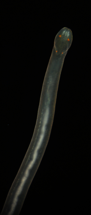  ( - Hoplo_ETP077_SMPP0820)  @11 [ ] CreativeCommons  Attribution Non-Commercial Share-Alike (2020) Unspecified Smithsonian Tropical Research Institute