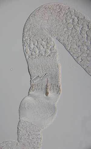  ( - Hoplo_ETP077_SMPP0820)  @11 [ ] CreativeCommons  Attribution Non-Commercial Share-Alike (2020) Unspecified Smithsonian Tropical Research Institute