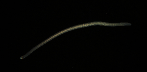  ( - Hoplo_ETP077_SMPP0845)  @11 [ ] CreativeCommons  Attribution Non-Commercial Share-Alike (2020) Unspecified Smithsonian Tropical Research Institute