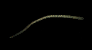  ( - Hoplo_ETP077_SMPP0845)  @11 [ ] CreativeCommons  Attribution Non-Commercial Share-Alike (2020) Unspecified Smithsonian Tropical Research Institute