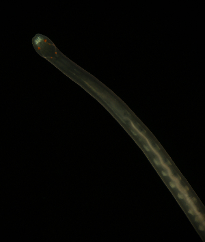  ( - Hoplo_ETP077_SMPP0845)  @11 [ ] CreativeCommons  Attribution Non-Commercial Share-Alike (2020) Unspecified Smithsonian Tropical Research Institute