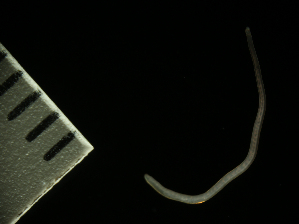  (Tetrastemma roseorhynchum - Hoplo_ETP077_SMPP0849)  @11 [ ] CreativeCommons  Attribution Non-Commercial Share-Alike (2020) Unspecified Smithsonian Tropical Research Institute