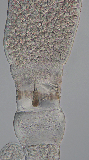  ( - Hoplo_ETP077_SMPP0845)  @11 [ ] CreativeCommons  Attribution Non-Commercial Share-Alike (2020) Unspecified Smithsonian Tropical Research Institute