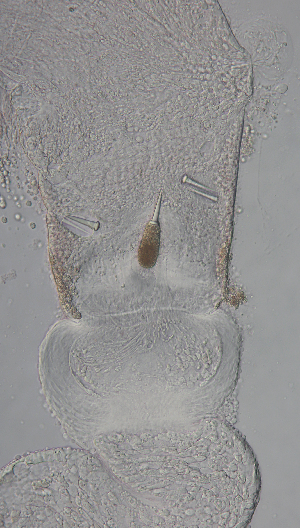  ( - Hoplo_ETP077_SMPP0849)  @11 [ ] CreativeCommons  Attribution Non-Commercial Share-Alike (2020) Unspecified Smithsonian Tropical Research Institute