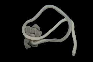  ( - Pili_ETP018_SMPP0859)  @11 [ ] CreativeCommons  Attribution Non-Commercial Share-Alike (2019) Unspecified Smithsonian Tropical Research Institute