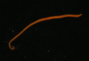  ( - Pili_ETP092_SMPP0869)  @11 [ ] CreativeCommons  Attribution Non-Commercial Share-Alike (2019) Unspecified Smithsonian Tropical Research Institute