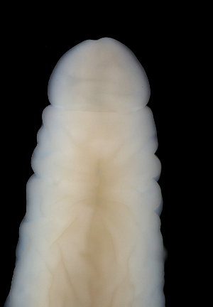  ( - Pili_ETP018_SMPP0859)  @11 [ ] CreativeCommons  Attribution Non-Commercial Share-Alike (2019) Unspecified Smithsonian Tropical Research Institute
